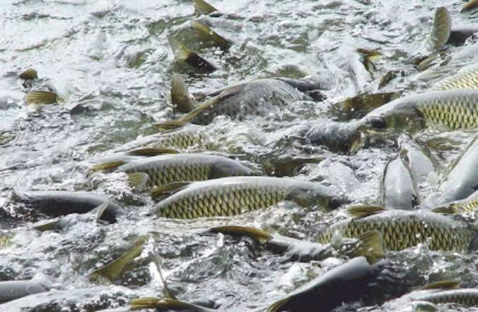 水產(chǎn)養(yǎng)殖品牌的營(yíng)銷策略方案