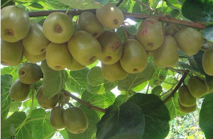 農(nóng)業(yè)品牌策劃：銷(xiāo)售獼猴桃時(shí)做品牌策劃的創(chuàng)意分析