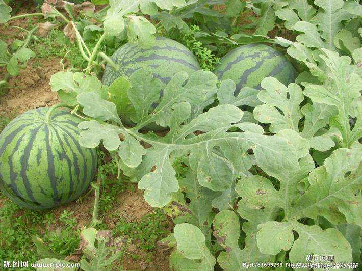 西瓜農(nóng)業(yè)品牌策劃如何做？