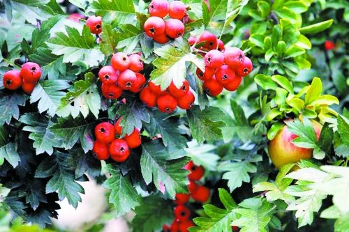 timg (25).jpg timg (25).jpg