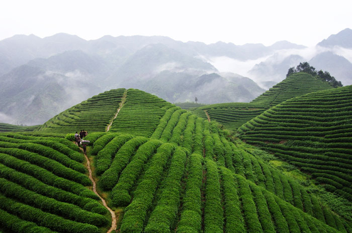 品牌形象，農(nóng)業(yè)品牌定位