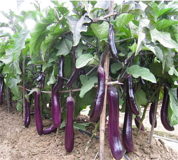 農(nóng)產(chǎn)品品牌設(shè)計 農(nóng)產(chǎn)品品牌設(shè)計