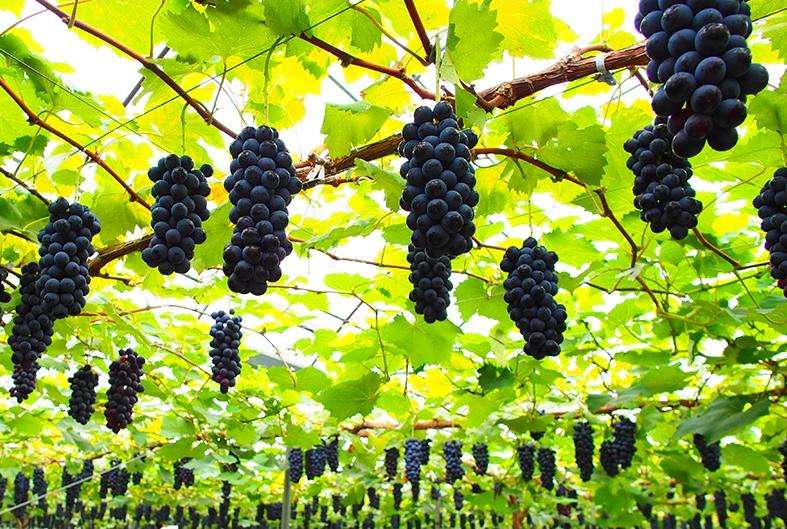 聚焦品牌轉(zhuǎn)型升級，推動(dòng)馬陸葡萄品牌力持續(xù)向上