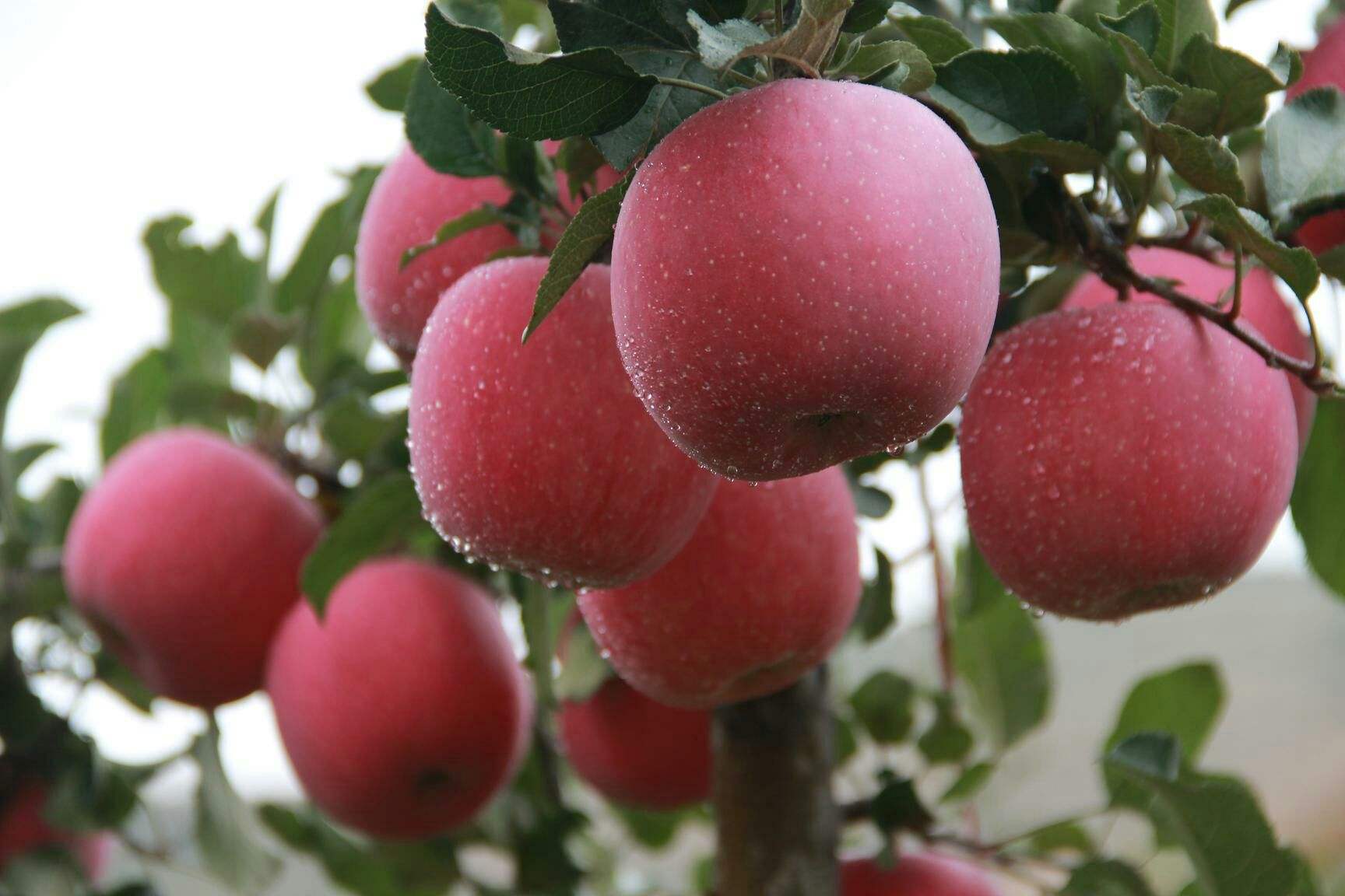 黃陵縣發(fā)展種植有機(jī)蘋(píng)果_提升品牌附加值