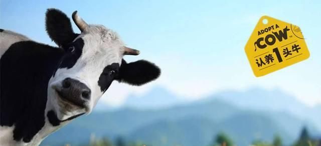 品牌戰(zhàn)略與營(yíng)銷(xiāo)咨詢(xún)：認(rèn)養(yǎng)一頭牛，乳業(yè)紅海突破之路