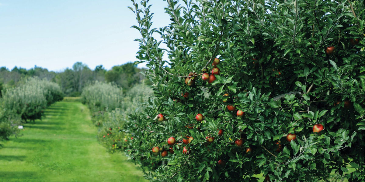 果業(yè)公司品牌建設(shè)：水果品牌設(shè)計