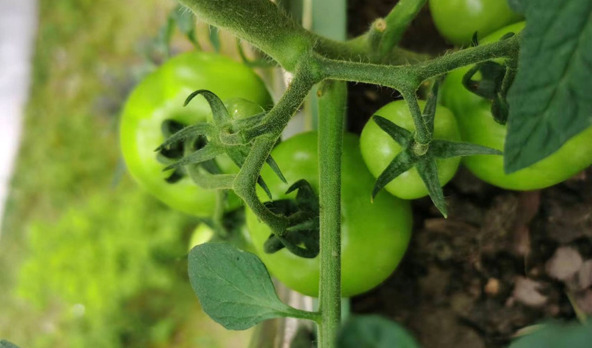 農(nóng)產(chǎn)品公司如何策劃有競爭力的品牌定位