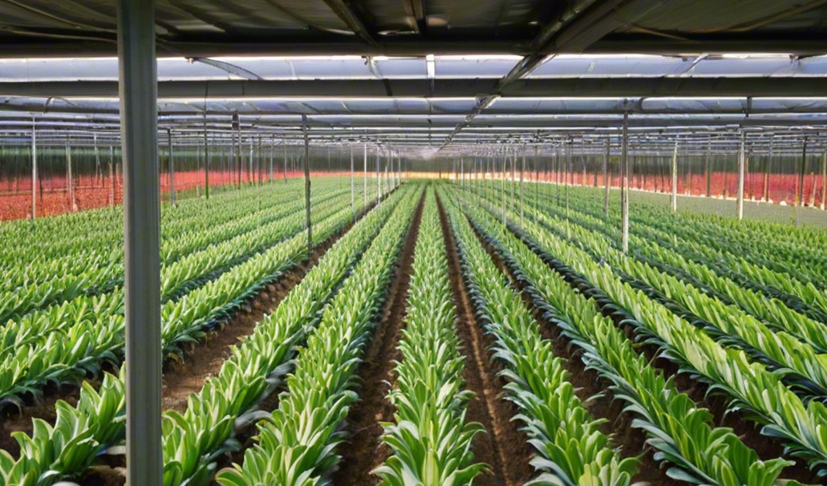 播種未來(lái)：農(nóng)業(yè)品牌全案策劃的實(shí)際意義