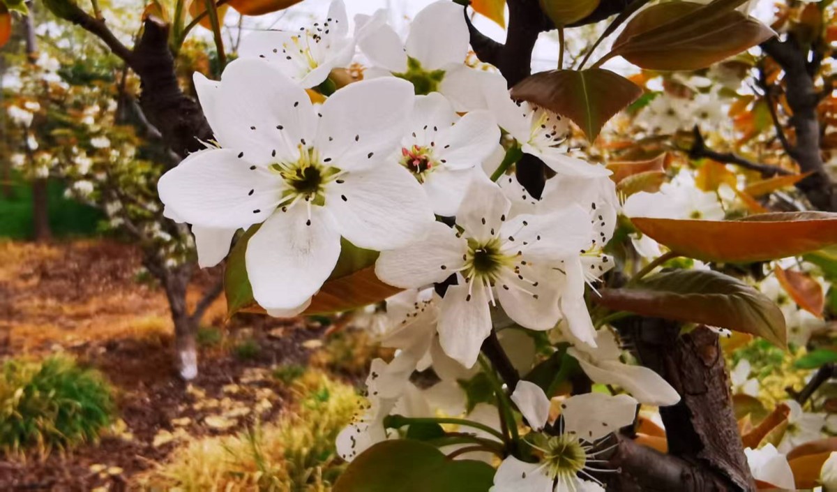 農(nóng)業(yè)企業(yè)是否需要做品牌：品牌建設(shè)的價(jià)值有哪些？